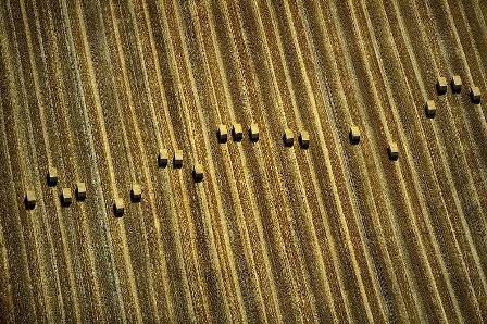 Các bó cỏ khô ở đồng thung lũng Cash 